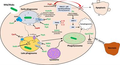 Virulence-Associated Secretion in Mycobacterium abscessus